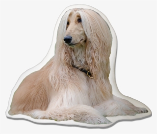 Afghan Hound Pillow - Cani Più Belli Al Mondo #8768155