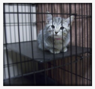 Community Service Animal Shelter #8768286