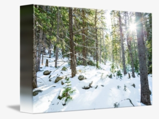 Snowy Wilderness Playground By James Bo Insogna - Snow #8768386