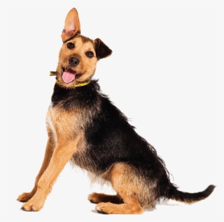 Understanding What Your Dog Is Telling You - Dog Yawns #8768422