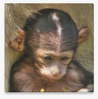 Macaque #8772036