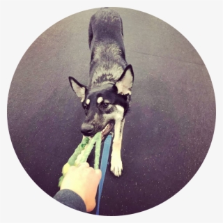 Take A Tired And Happy Dog Home With You After Work - Dog Catches Something #8776148