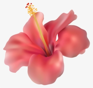 Free Png Hibiscus Transparent Png Images Transparent #8776482