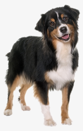 Pastore Tricolore #8776685