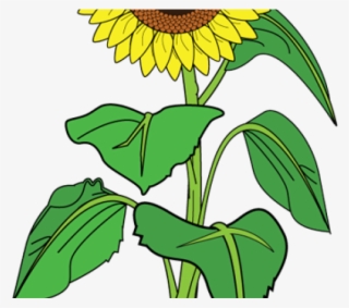 Image Transparent Stock Girl Free On Dumielauxepices - Clipart Picture Of Sunflower #8779526