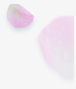 Young Living Essential Oils Distributor - Artificial Nails #8780276