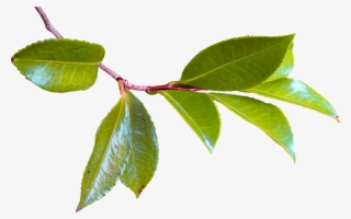 Volver - Hojas De Arboles Png #8781697