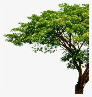 Tree Shutterstock #8781740