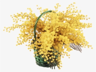 Mimosa Cornice Png #8782023