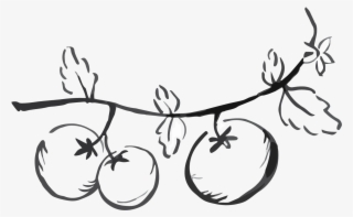 Tomato Tart - Line Art #8782288