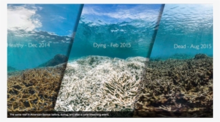The Same Reef In American Samoa Before, During And - Hanauma Bay Coral Bleaching #8782409