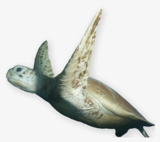 A World Leading Supplier Of On Reef Facilities For - Marine Mammal #8782564