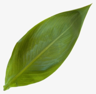 Canna Lilly Leaf - Houseplant #8782874