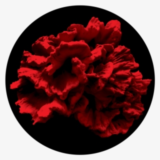 Single Coral Reef - Common Peony #8782967