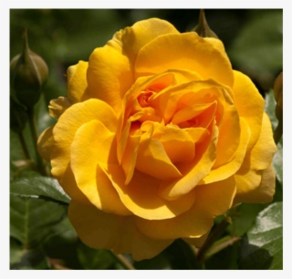 Shooting Star Roses Shooting Star Roses - Shooting Star Rose #8784596