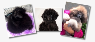 Picture - Standard Poodle #8785235
