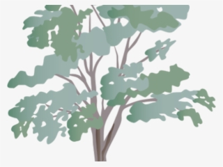 Eucalyptus Clipart Transparent - Eucalyptus Tree Symbol #8785409