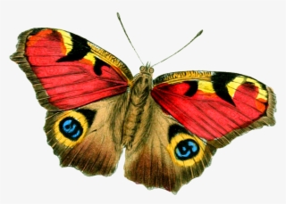 Butterfly Png Clipart Yellow And Green Transparent - Real Butterfly Png Transparent #8786515