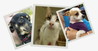 Pet Resources - Chihuahua #8788291