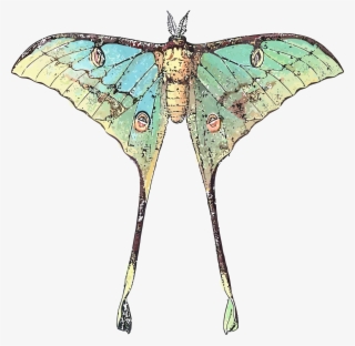 Drawing Of A Butterfly Insect With Long Wings - Luna Moth Scientific Illustration #8788364