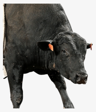 Rising Sun - Dairy Cow #8790727 Rising Sun - Dairy Cow #8790727