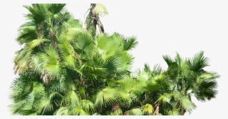 Tropical Plant Pictures Acoelorrhaphe Wrightii - Tropical Bushes Photoshop #8790800