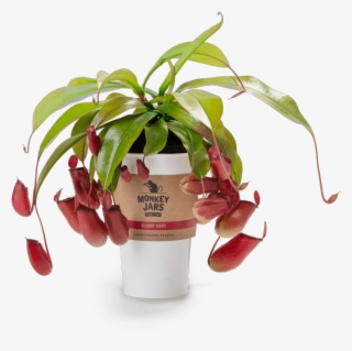 What Are Monkey Jars - Monkey Jar Plant #8791002