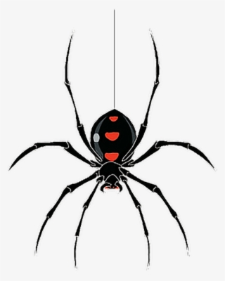 Free Image Spider #8792029