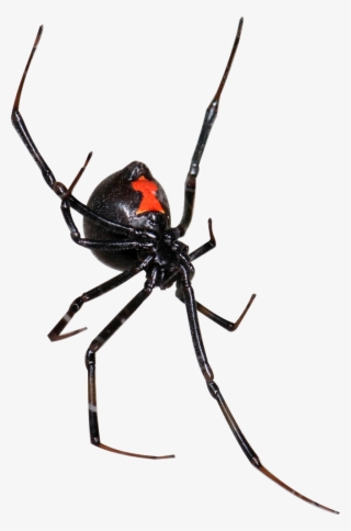 Spider - Black Widow #8792237