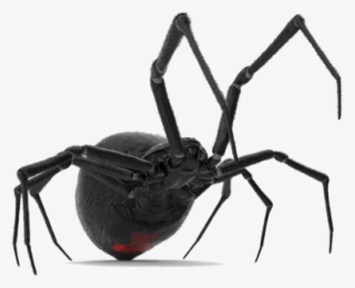 Spider Control - Black Widow #8792291