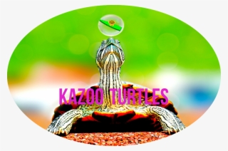 Screen Shot 2017 04 09 At - Turtle #8793290