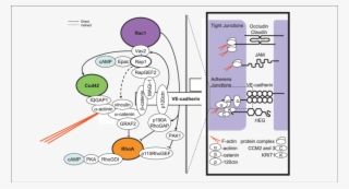 The Major Tj And Aj Protein Interactions Are Indicated - Diagram #8793826
