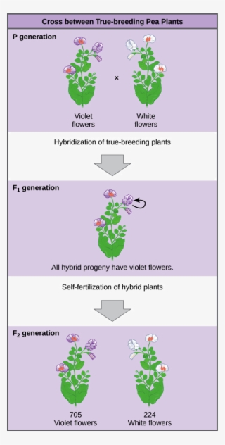 1 The Work Of Gregor Mendel Worksheet Answers 44 Fresh - Cross Between True Breeding Pea Plants #8796202