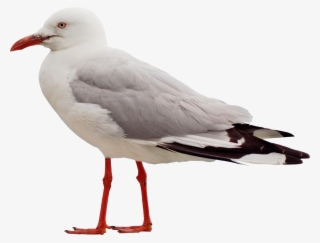 Download Png Image Report - Seagull Png #8796263 Download Png Image Report - Seagull Png #8796263