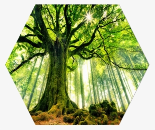 As Opposed To Using Entire Barks Of Trees, Our Paper - Paesaggio 3d Per Pareti #8799107