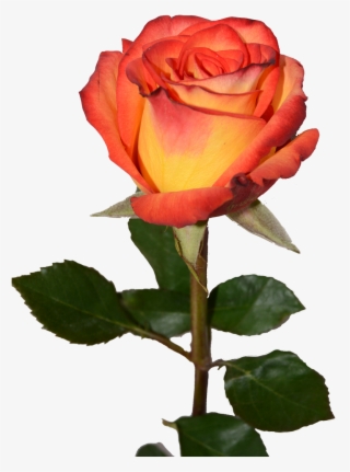 High & Magic - Red Yellow Rose Transparent #8799318 High & Magic - Red Yellow Rose Transparent #8799318