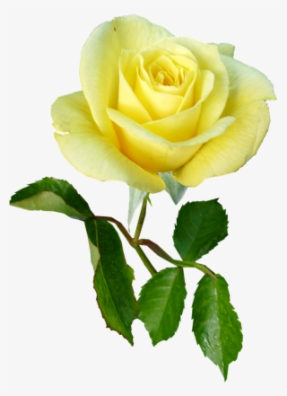 Rose, Yellow, Single Stem, Flower - Enkelt Blomst Med Stilk #8799389