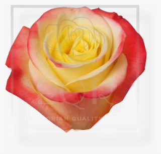 Previous - Garden Roses #8799887