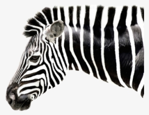 Black And White Leopard Tumblr - Zebra Drawing #880017