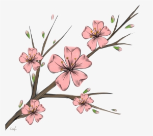 Cherry Blossom Flowers Branshes Freetoedit Banner Black - Flower #880531 Cherry Blossom Flowers Branshes Freetoedit Banner Black - Flower #880531