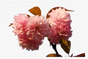 Japan Floral Design Japanese Blossoms Transprent Png - Cherry Blossom #880689
