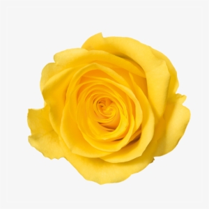 Yellow Rose Png - Flower With No Background #881331