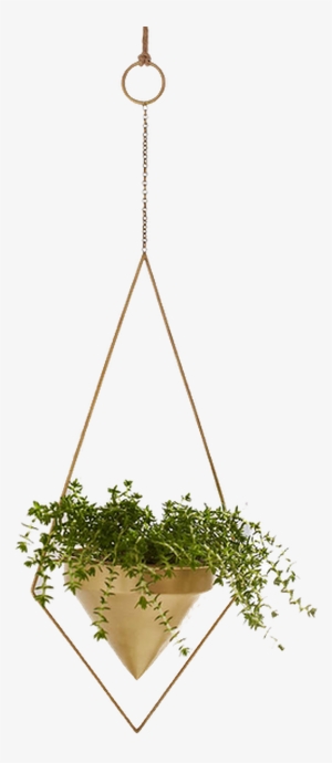 Hanging Indoor Plants #881619