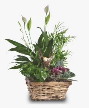 Songbird Planter, Modest - Dish Garden #881921