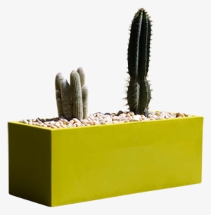 The Chic And Trendy Wall Planter - San Pedro Cactus #882603
