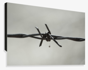 Spider On Barbed Wire In Black And White Canvas Print - Barbed Wire #883577