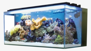 Designed With Clean Lines And A Contemporary Finish, - Fluval Reef M90 #883615