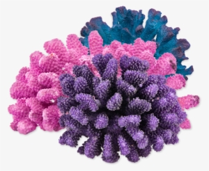 Marine Aquariums Saltwater Fish #883640