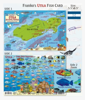 Franko Maps Utila Coral Reef Dive Creature Guide - Franko Maps Utila Honduras Reef Creatures Card #883929
