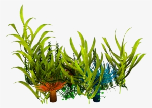 Underwater Seaweed Png #884054